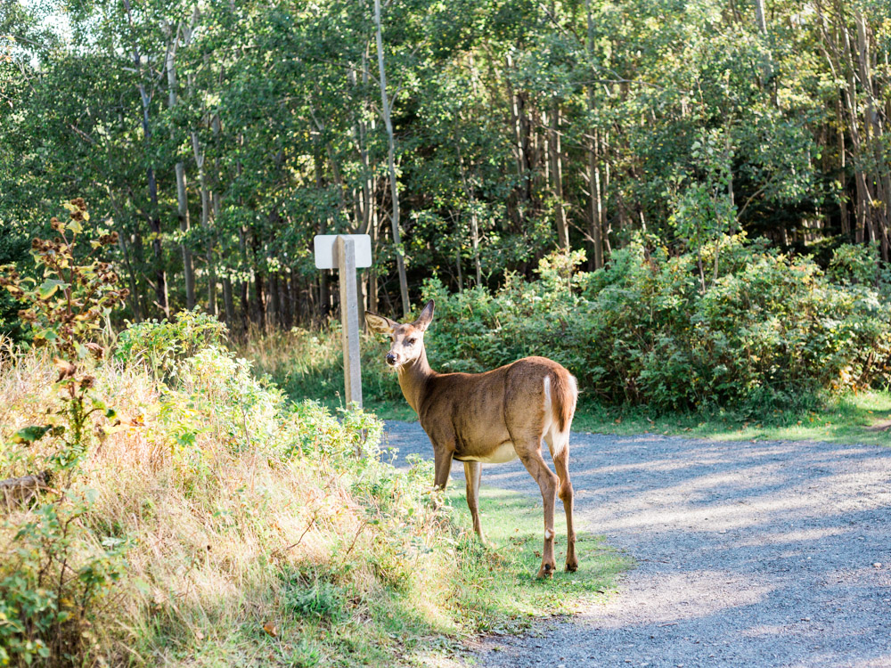 blanccoco_photographe_canada_road_trip_love_bd-329